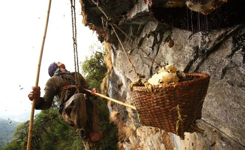 собирание меда диких пчел. дикий мед бортничество. дикие пчелы в непале. сбор меда диких пчел. дикий бортевой мед.