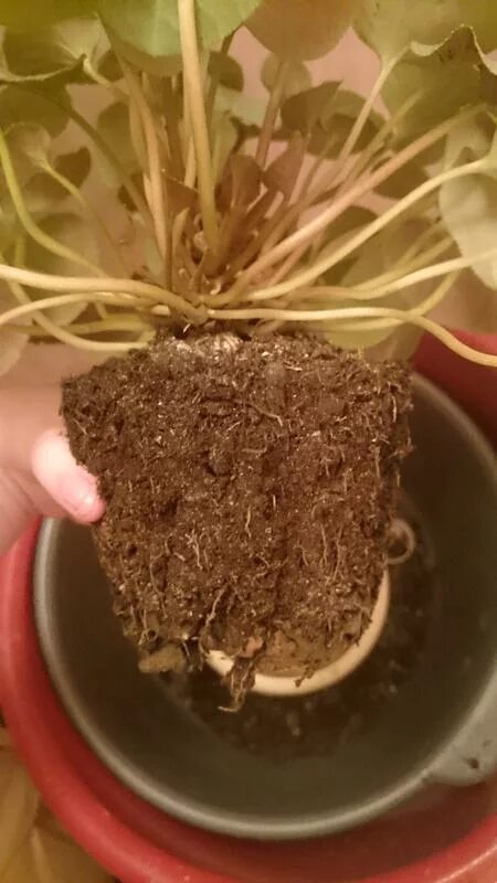 цикламен отцвел. цикламен размножение. цикламен персидский пересадка после покупки. цикламен европейский пересадка. антракноз цикламена.