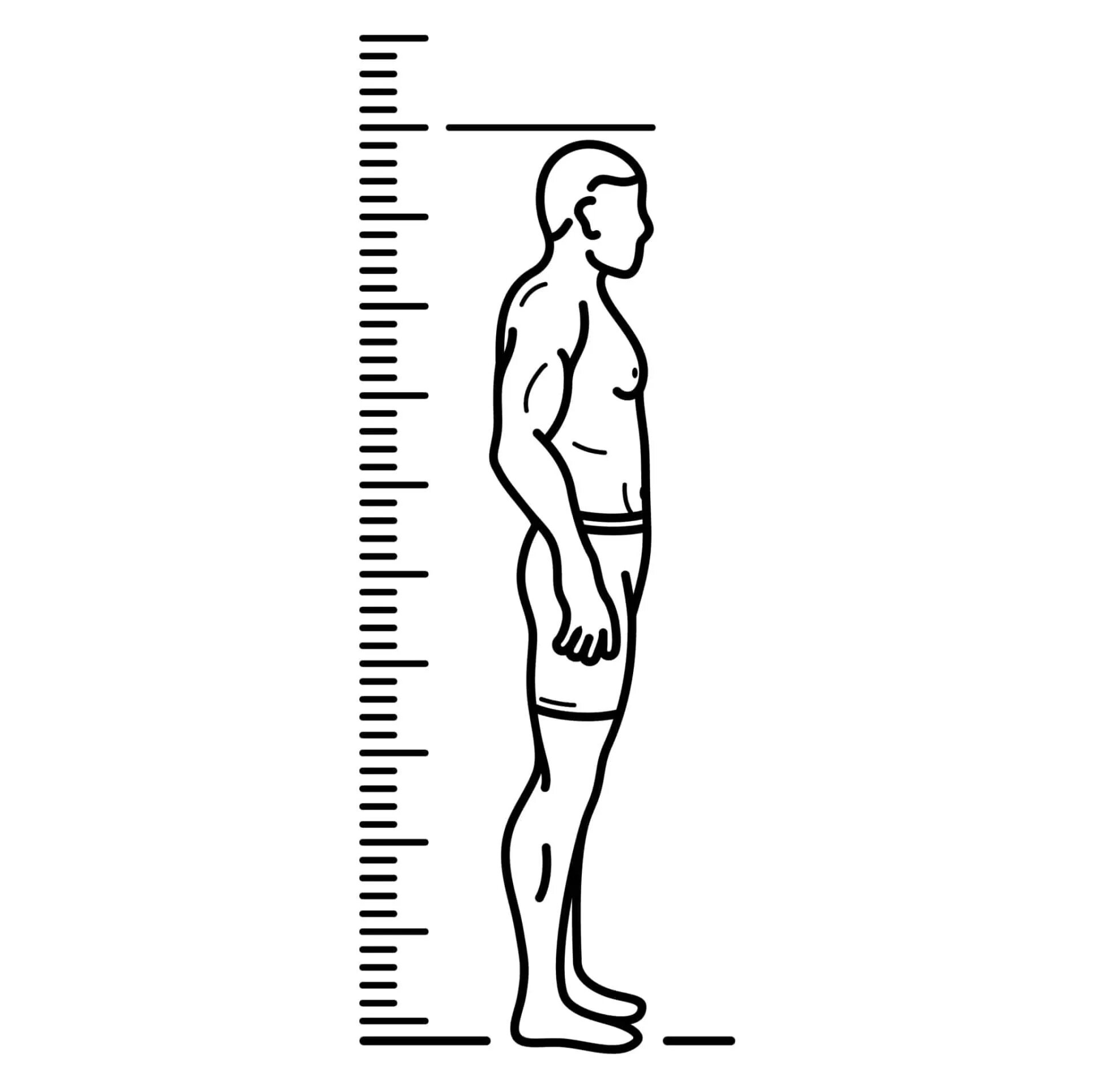 Height load. Шкала роста. Линейка роста человека. Измерение роста человека. Человек рядом с линейкой.