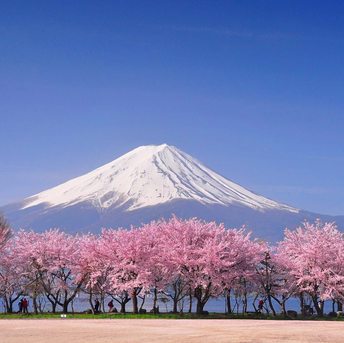 Гора Фудзияма и Сакура. Сакура в Новокузнецке. Японский пейзаж. Япония Сакура. Japanese blossom
