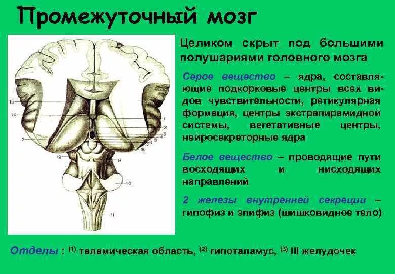 Промежуточный мозг располагается в. Промежуточный мозг структуры белого вещества. Серое вещество и белое вещество в промежуточном мозге. Структуры белого и серого вещества промежуточного мозга. Промежуточный мозг расположение серого и белого вещества.