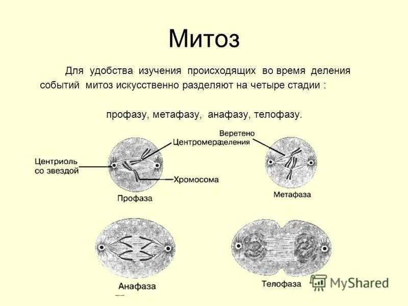 Проверочная работа по биологии митоз 10 класс. Митоз. фазы митоза схема. этапы митоза кратко. митоз определение кратко.