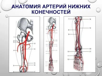Анатомия нижних