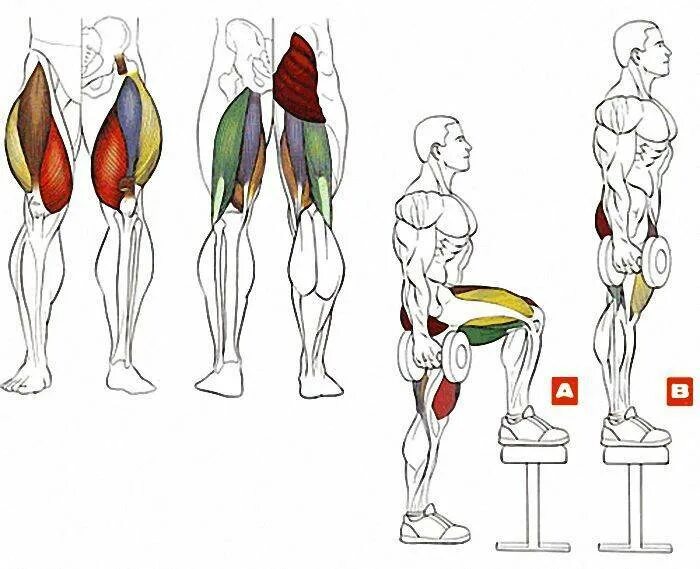 Зашагивания на платформу мышцы. Упражнения для мышц бедра квадрицепс. Квадрицепс бедра упражнения для мужчин. Зашагивания на лавку мышцы.