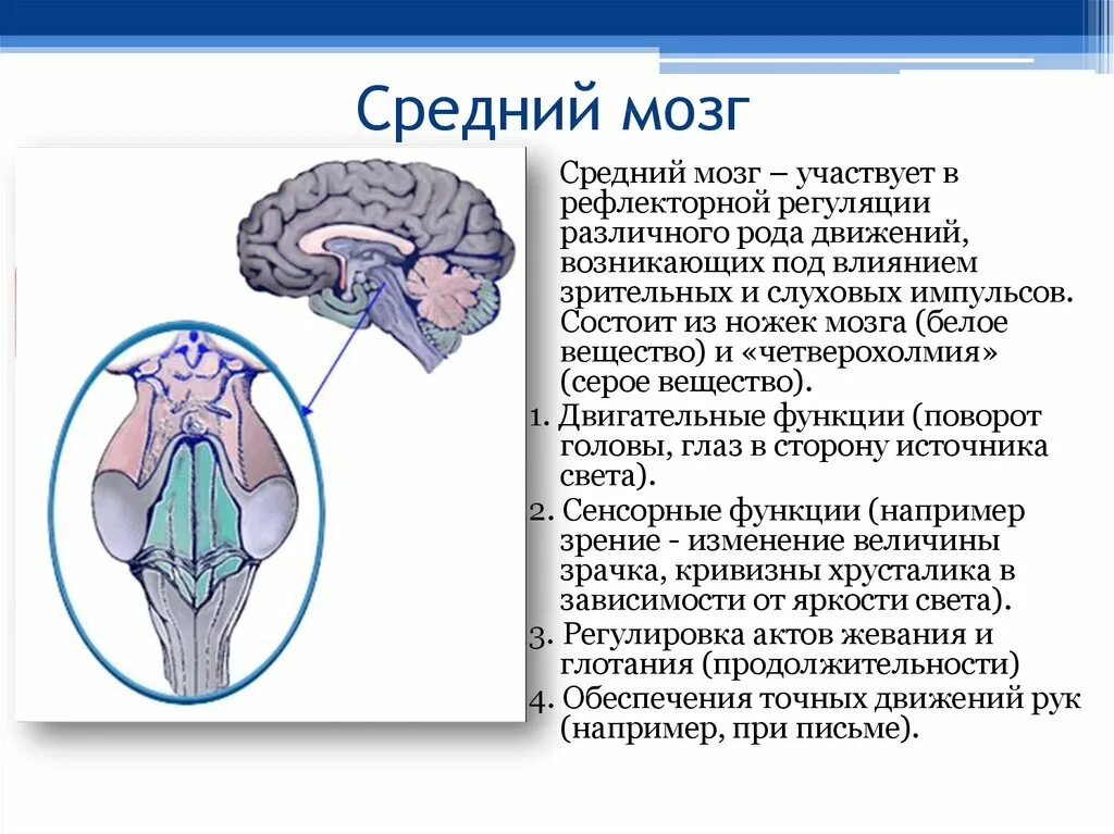 Средний мозг включает в себя