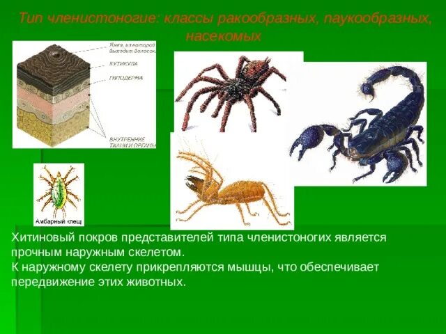 Покров паукообразных хитинизированная кутикула. Опорно двигательная система паукообразных. Функция опорно двигательной системы паукообразные. Хитиновый Покров представителей класса паукообразные.