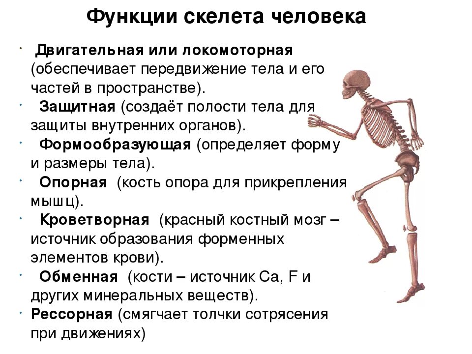 Костный как пишется правильно. Костный как пишется правильно. Костный как пишется правильно. Костный как пишется правильно. Костный как пишется правильно.