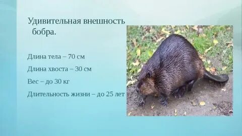 Продолжительность жизни бобра