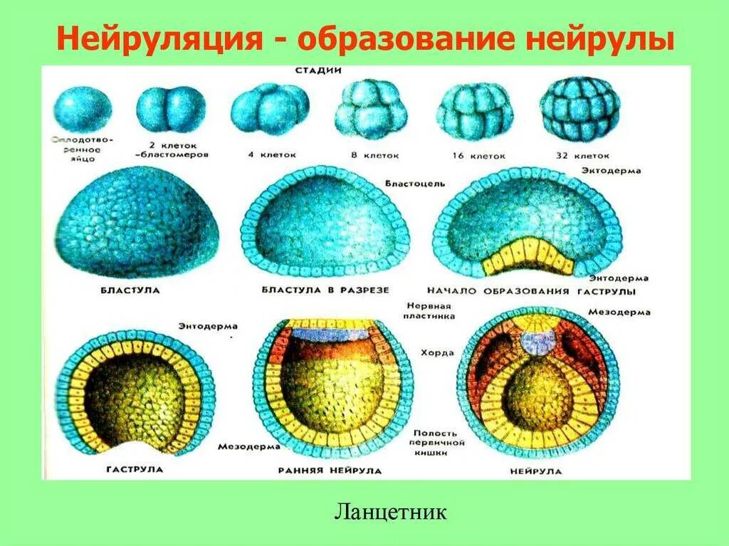 Как называется 1 ая стадия развития зародыша. Как называется 1 ая стадия развития зародыша