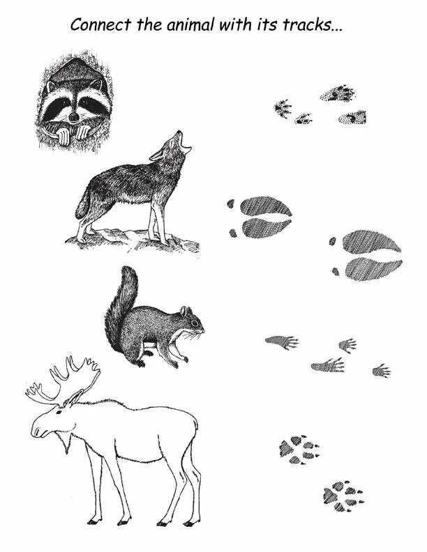 Чьи следы задание для дошкольников. Игра чьи следы для дошкольников. Задание про следы зверей. Задание чьи следы. Игра чьи следы дикие животные.