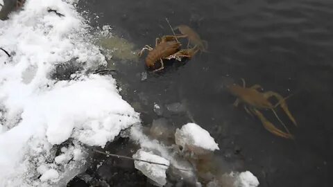Раки нашлись