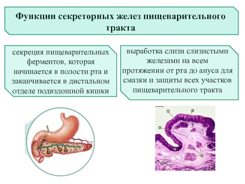 Желудочная железа функции