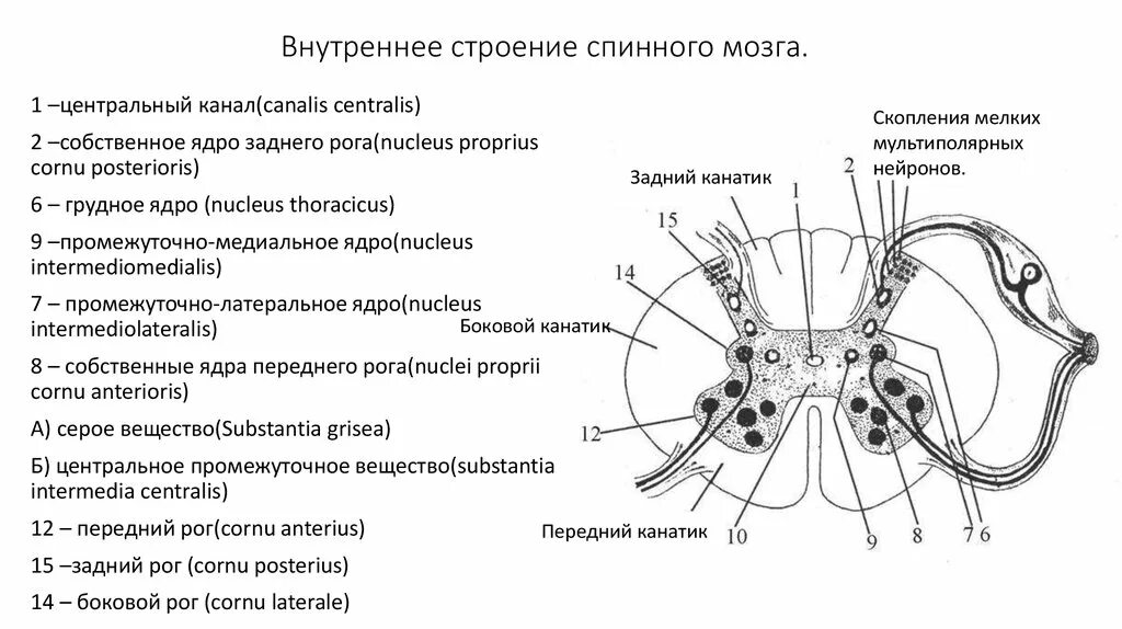 Спинной мозг обозначения. Структура внутреннего строения спинного мозга. Внутреннее строение спинного мозга анатомия. Анатомические структуры сегмента спинного мозга. Схема внутреннего строения спинного мозга анатомия.