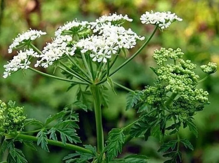 Болиголов пятнистый ядовитое растение. Болиголов крапчатый. Болиголов. Болиголов крапчатый (пятнистый). Болиголов пятнистый (омег пятнистый).