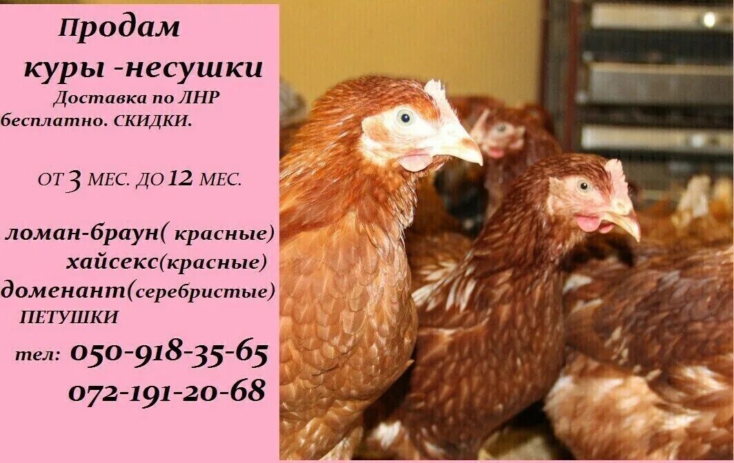 Несушки купить в набережных челнах. Куры несушки объявление. Продаются куры. Реклама продажи курей. Реклама продажа кур несушек.