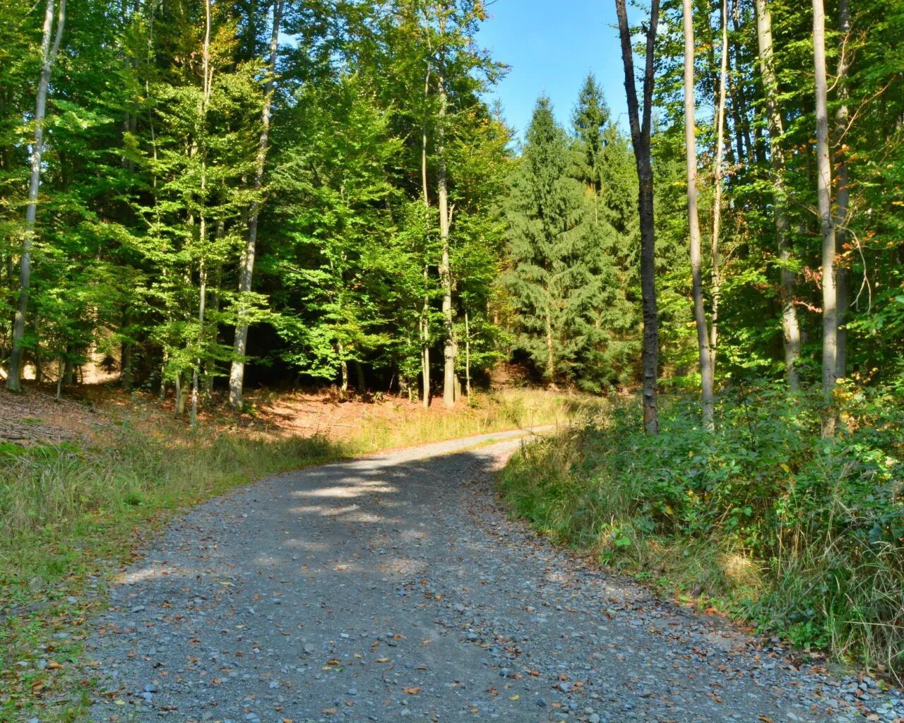 Красивая дорога. Лес с дорогой. Проселочная дорога карелия. Лесные дороги. Текст дорога в лесу.