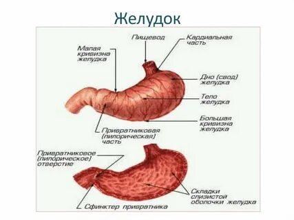 Какие особенности строения желудка