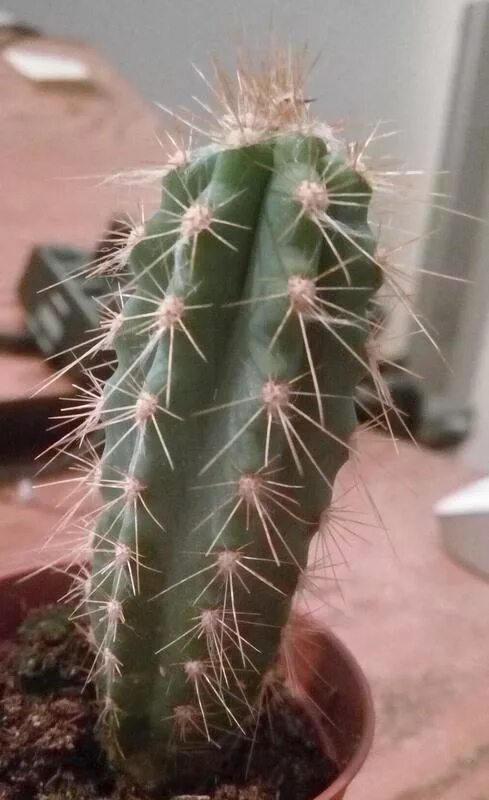 Определи название кактуса. Определи название кактуса. Как определить кактус. Как определить кактус. Кактус с усиками.