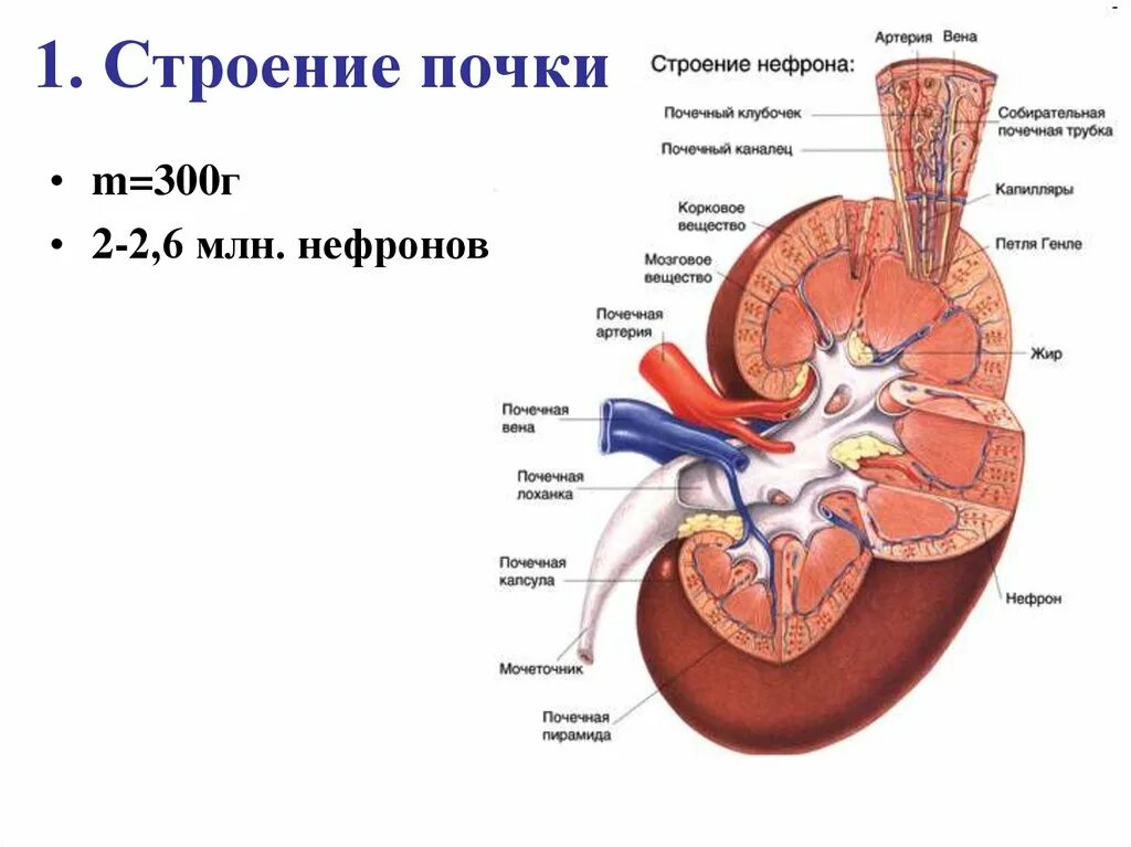 Лоханка латынь. Патогенез гломерулонефрита схема. Патогенез острого гломерулонефрита схема. Патогенез гломерулонефрита нефрон. Механизм развития хронического гломерулонефрита.