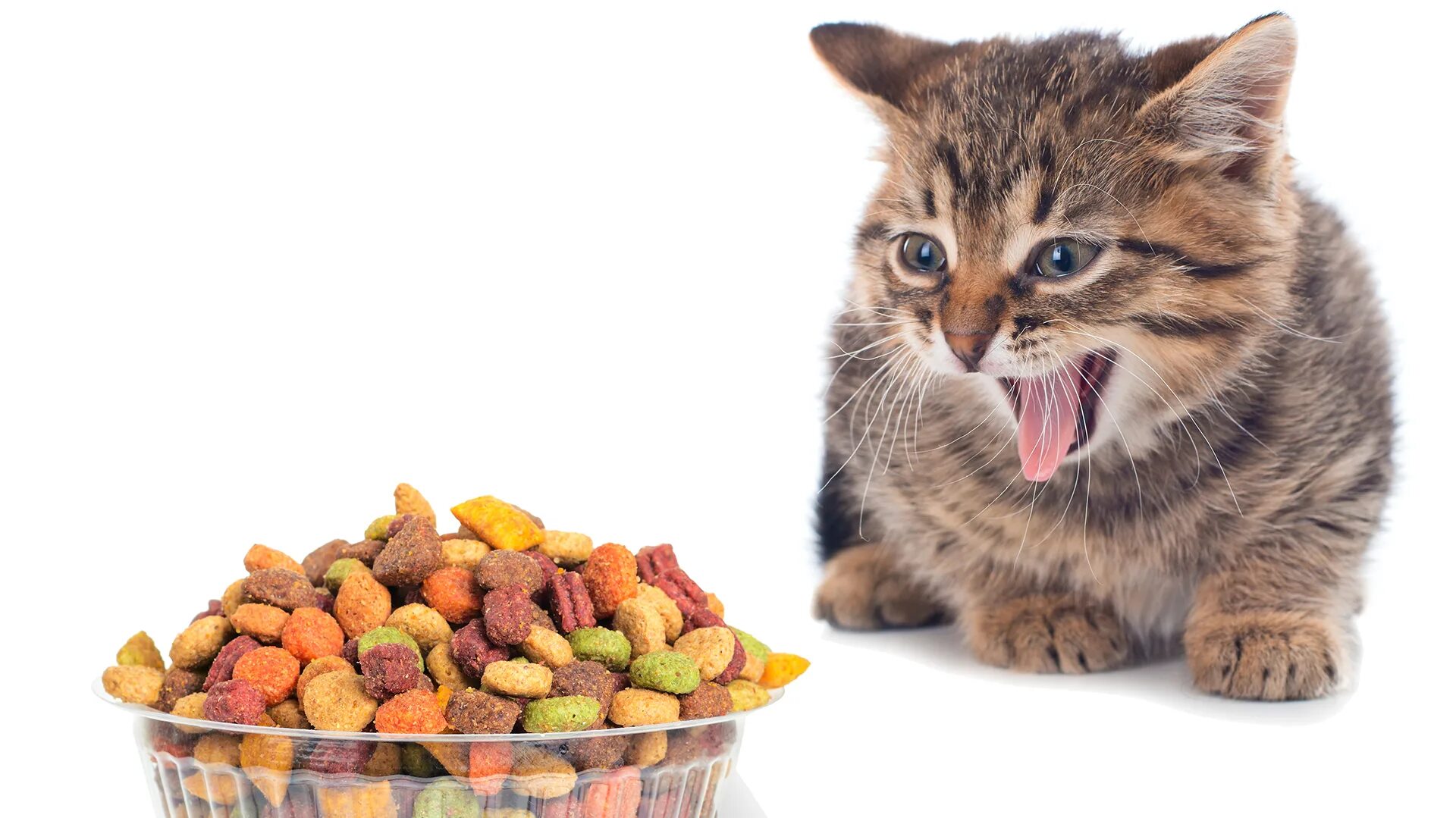 Питание котов. Еда для котов в тюбиках. Питание котов. Как приучить кота есть сухой корм. Миска с едой для кота.