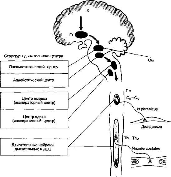 Сосудодвигательный центр в мозге. Структура дыхательного центра продолговатого мозга. Дыхательный центр продолговатого мозга его функции. Свойства дыхательного центра продолговатого мозга. Дыхательные центры физиология схема.