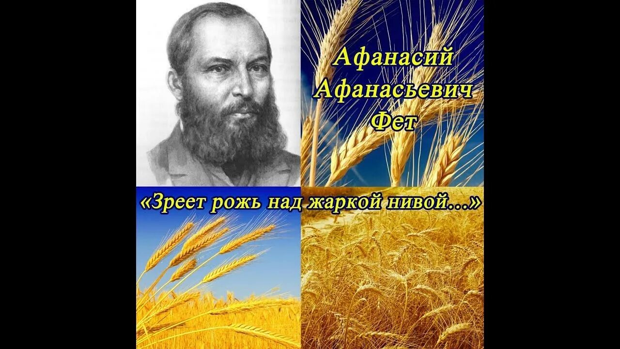 Стихотворения фета зреет рожь. Зреет рожь над жаркой Нивой Фет. Стихотворение Фета зреет рожь над жаркой Нивой.