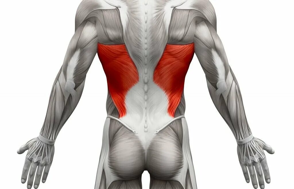 Мышечный корсет. Latissimus Dorsi мышца. Широчайшая мышца спины анатомия. Апоневроз широчайшей мышцы спины. Трапециевидная и широчайшая мышца спины.