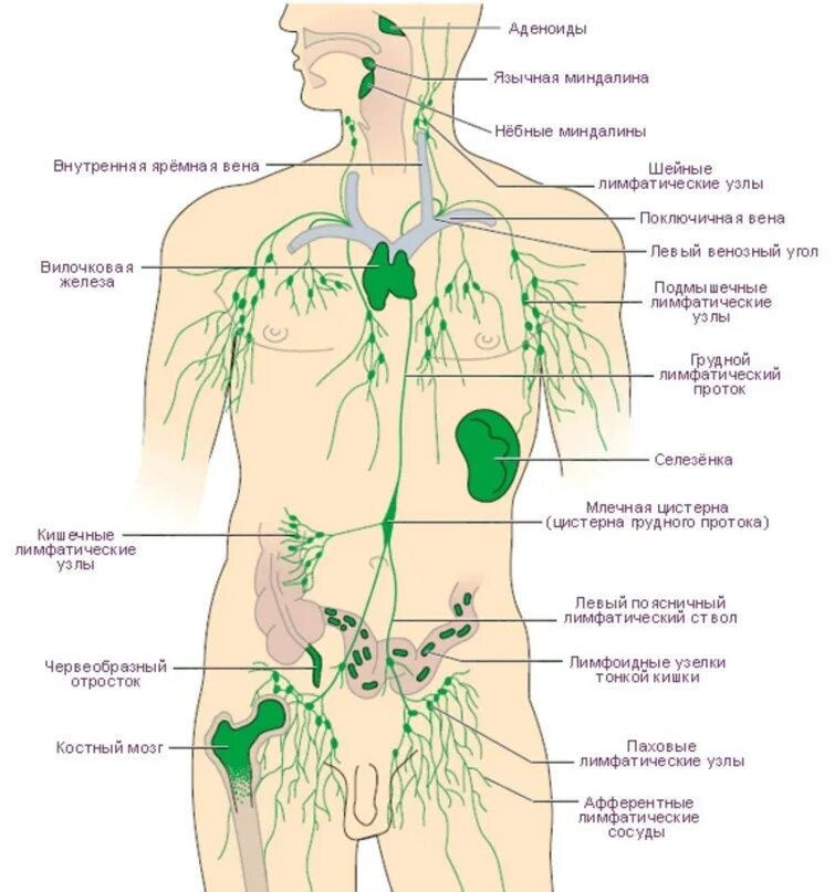 Схема где находится. Грудной проток лимфатической системы. Лимфатическая система человека схема узлов. Лимфатическая система человека лимфоузлы. Схема лимфатической системы в теле человека.