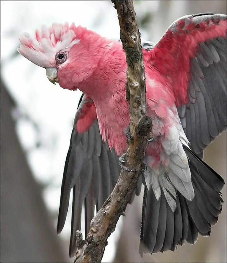 Серо розовая птица. Попугай Какаду розовый. Какаду Гала. Розовый Какаду Гала. Розовый Какаду Австралия.