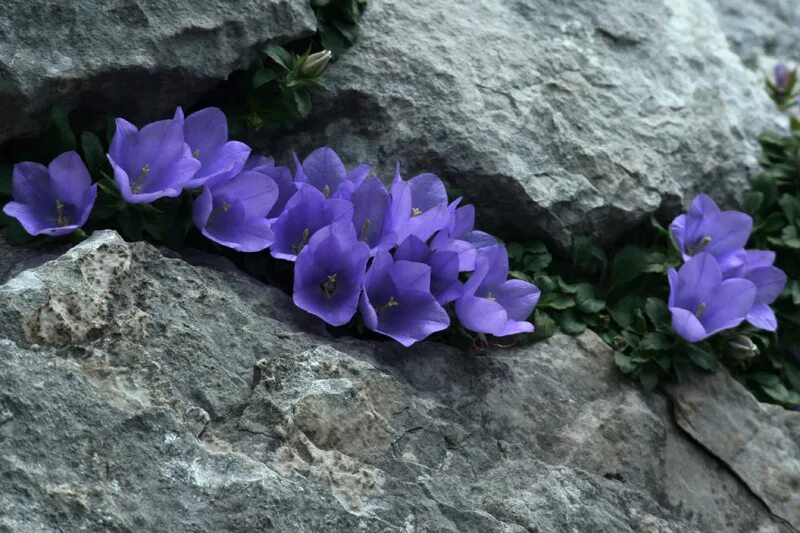 Цветы из камня. Цветок среди камней. Сиреневые цветы на камнях. Одинокий цветок. Каменный цветок лотус.