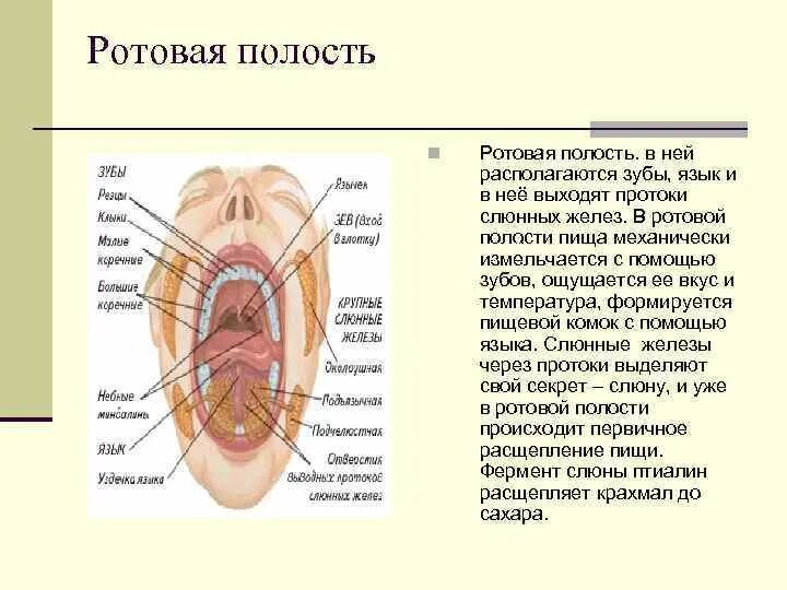 Полость рта кратко. Органы ротовой полости человека.