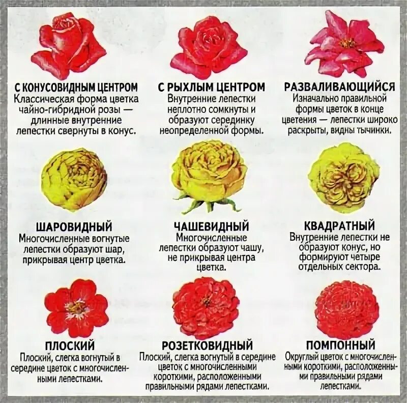 Форма листьев розы описание растения. Розы классификация сортов. Классификация бутонов роз. Классификация формы бутонов роз.