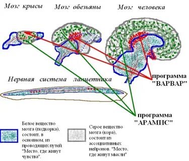 Мозг крысы