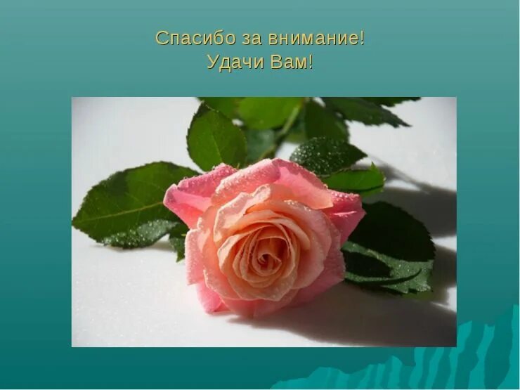 Благодарю за высокую оценку. Благодарю за внимание. Спасибо за внимание красивые. Картинки спасибо за внимание красивые. Спасибо за внимание цветы.