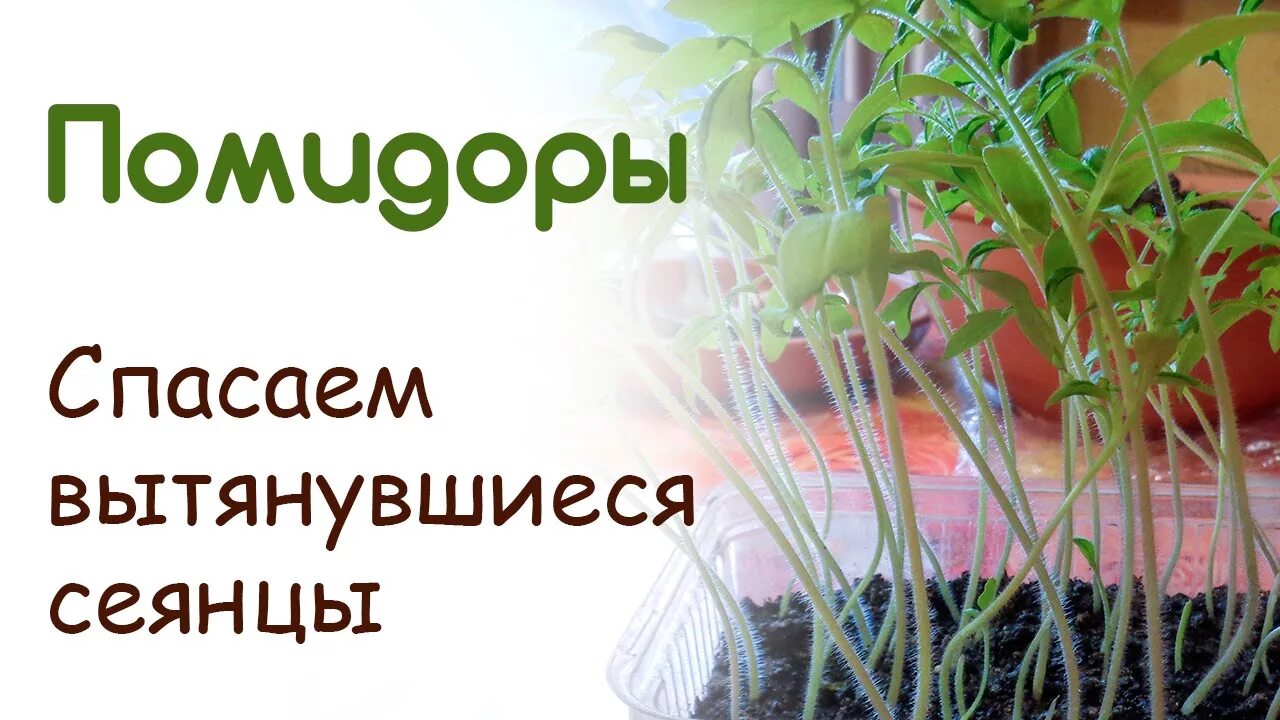 Помидоры сильно вытянулись что делать. Рассада вытянулась. Тонкая рассада помидор. Рассада томатов вытянулась. Рассада помидор вытянулась и тонкая.