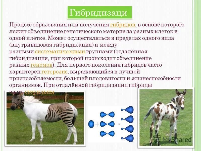 Второй закон менделя формулировка 9 класс. Грегор мендель моногибридное скрещивание. Получение гибридов выбери ответ. Получение гибридов выбери ответ. Закон единообразия 1 закон менделя.
