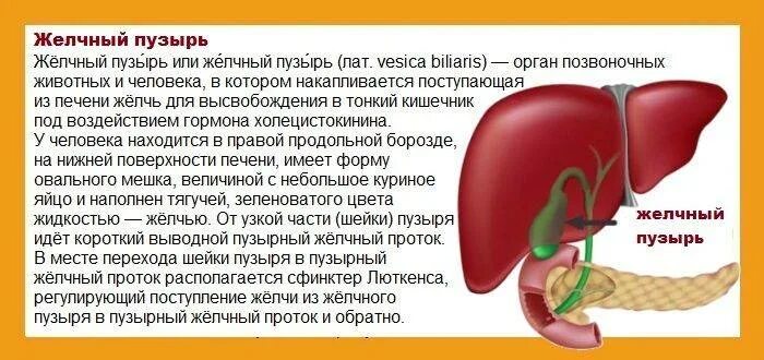 После операции желчного пузыря болит. Печень и желчный пузырь. Печень и желчный человека. Если удален желчный пузырь. При удаленном желчном пузыре.