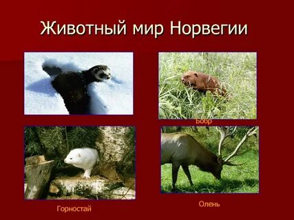 Обитают ли в норвегии