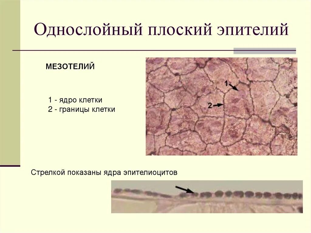 Однослойный плоский мезотелий. Однослойный плоский эпителий мезотелий. Однослойный плоский эпителий мезотелий сальника. Однослойный плоский эпителий мезотелий функции. Однослойный плоский эпителий мезотелий препарат.