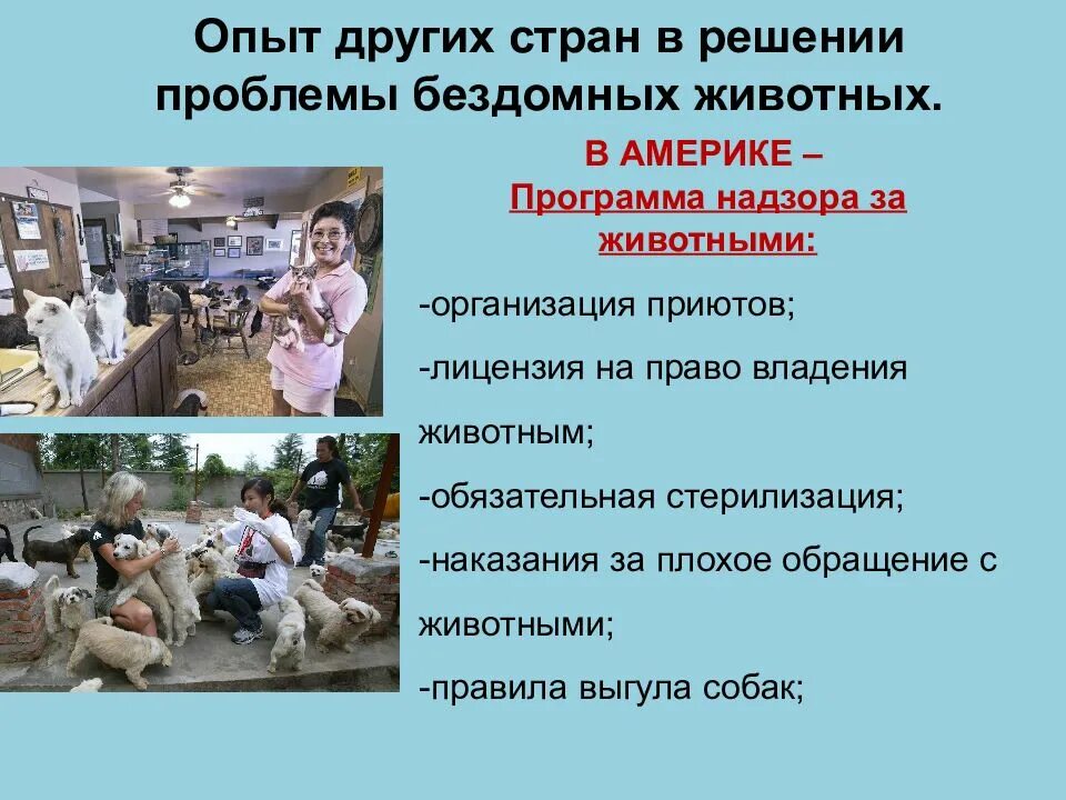 Решение проблемы бездомных животных. Решение проблемы бездомных животных в разных странах. бездомные животные решение проблемы. как решить проблему с бездомными. как решить проблему с бездомными животными.