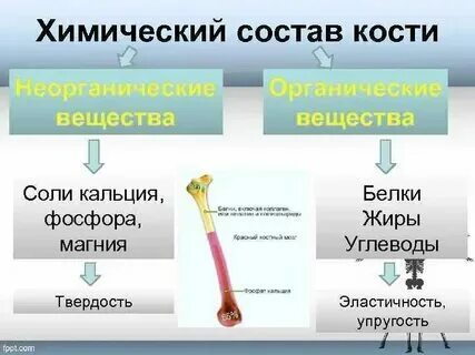 В состав костей входят и вещества