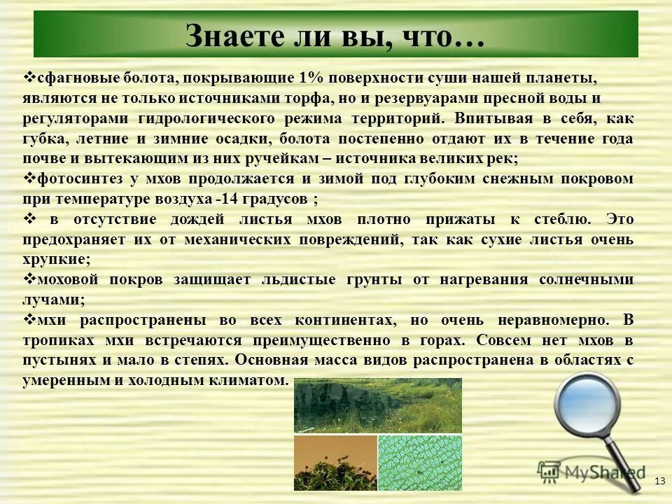 Как люди использовали сфагновый мох. Как люди использовали сфагновый мох