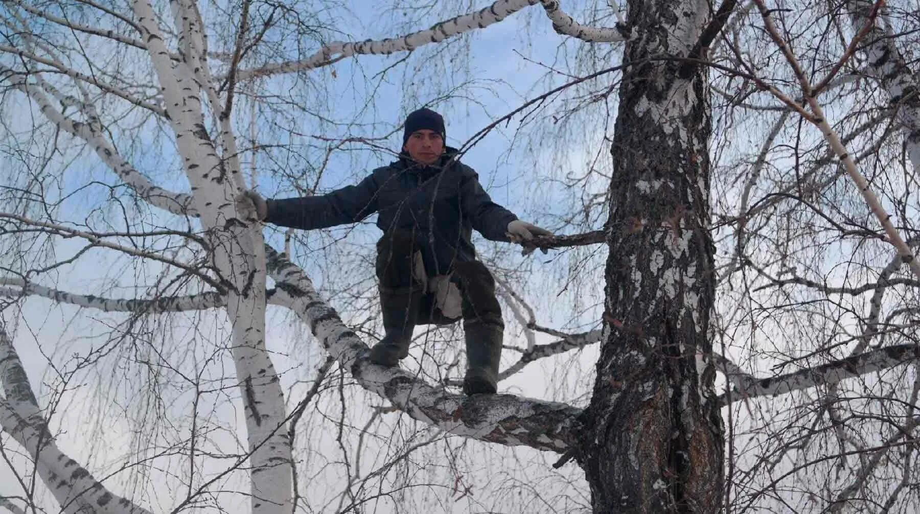 Парень у березы. Береза и человек.