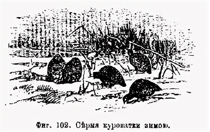 Как ловить куропаток зимой. Как ловить куропаток зимой