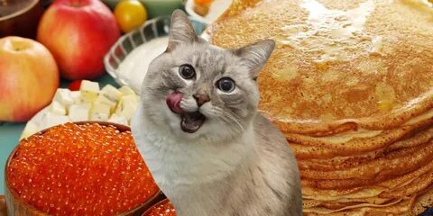 Котики с блинами картинки