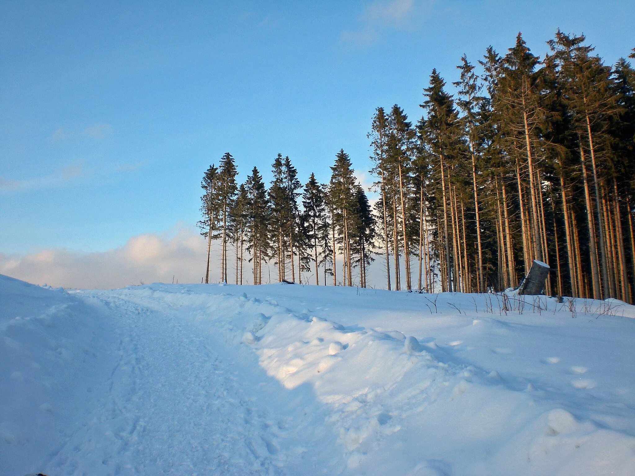 Впр на склоне зимы веселее становится февральский. Зима. Зимний склон с деревьями в снегу. Склон, деревья, зима, фото. Snow field.