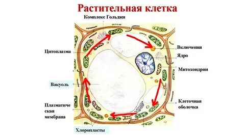 Биология: Презентация 10 класс "Ядро. Хромосомы"