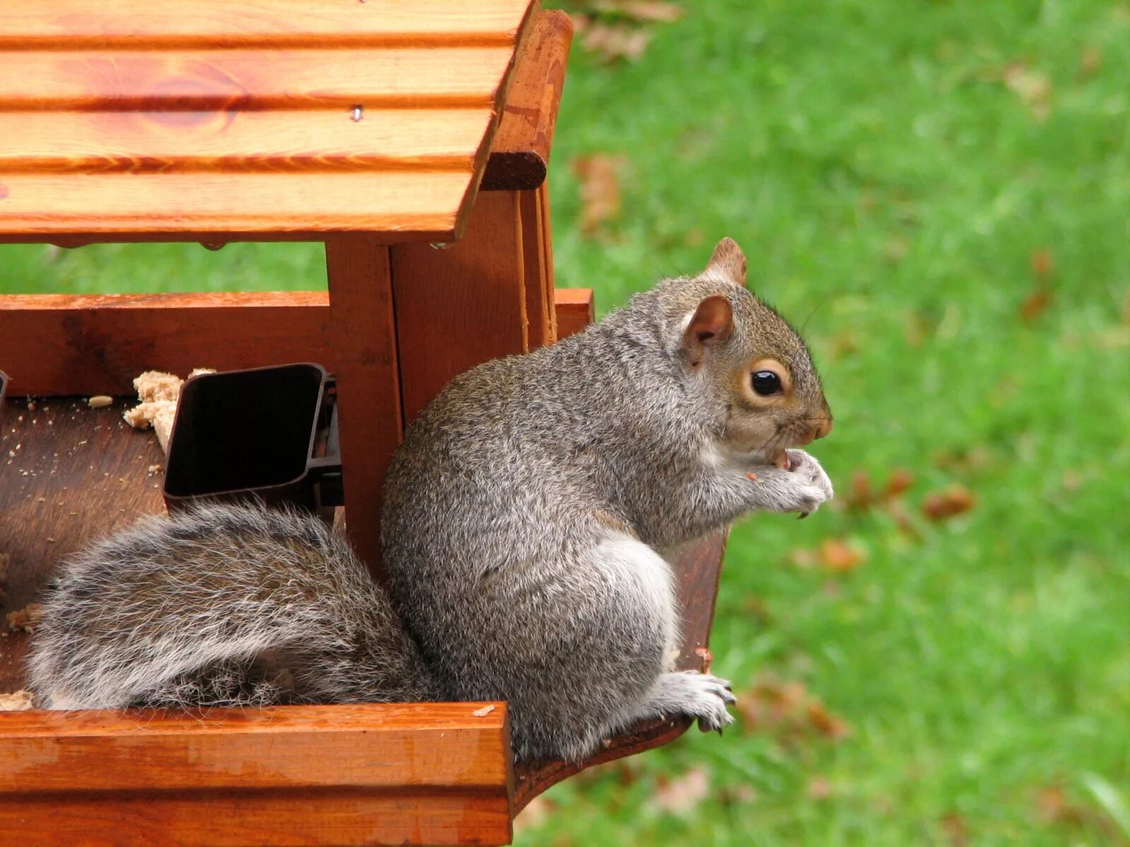 милые белочки. белки слухи дом. чем кормить белку в парке. чем кормить белок. белка в парке зима.