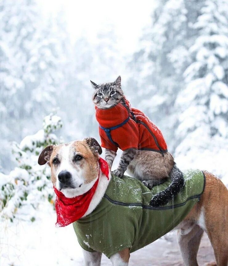 с добрым зимним. доброе утро картинки зимние подборка. доброе утро зима картинки позитивные эмоции. с добрым зимним. доброе зимнее утро.