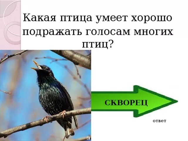 Какая птица умеет хорошо подражать голосам многих птиц. Птица подражатель. Какие птицы умеют имитировать. Птица которая подражает.